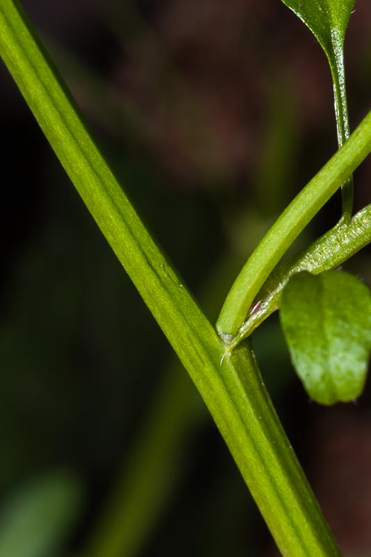 Cardamine hirsuta / Billeri primaticcio